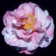 Ellen Goff Variegated